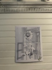 Sunflower #8 – landscape photograph 8.5X11