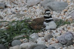 Killdeer Nesting and with day old Young Photo- Pick one Image – Various Sizes