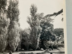 Jean Dieuzaide Original Photo Art Photography 1970 Toulouse XXe Garden Stamp