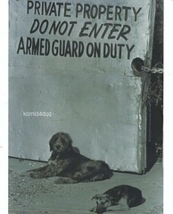 GERMAN SHEPHERD ENGLISH SHEEP GUARD DOG BLACK WHITE 8 X 10 PHOTO PHOTOGRAPH