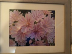 Framed photograph, flowers, 13 x 16 x 1″, lewisia cotyledon, mostly pink