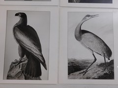 1966 John Audubon Birds America Set 7 Photographs for NY Historical Society Book