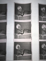 NEWLY FOUND! Hendrickson PHOTO Contact Sheet Proof & Negatives SEXY VOLUPTUOUS