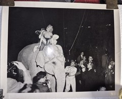 MILTON GREENE: Marilyn Monroe riding a pink elephant at Madison Square Garden