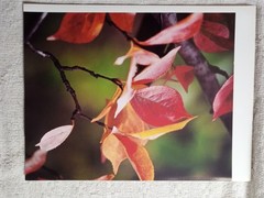 Lot of 8 Photo Prints Flowers & Nature Print Wall Art 8.5″x11, on Kodak