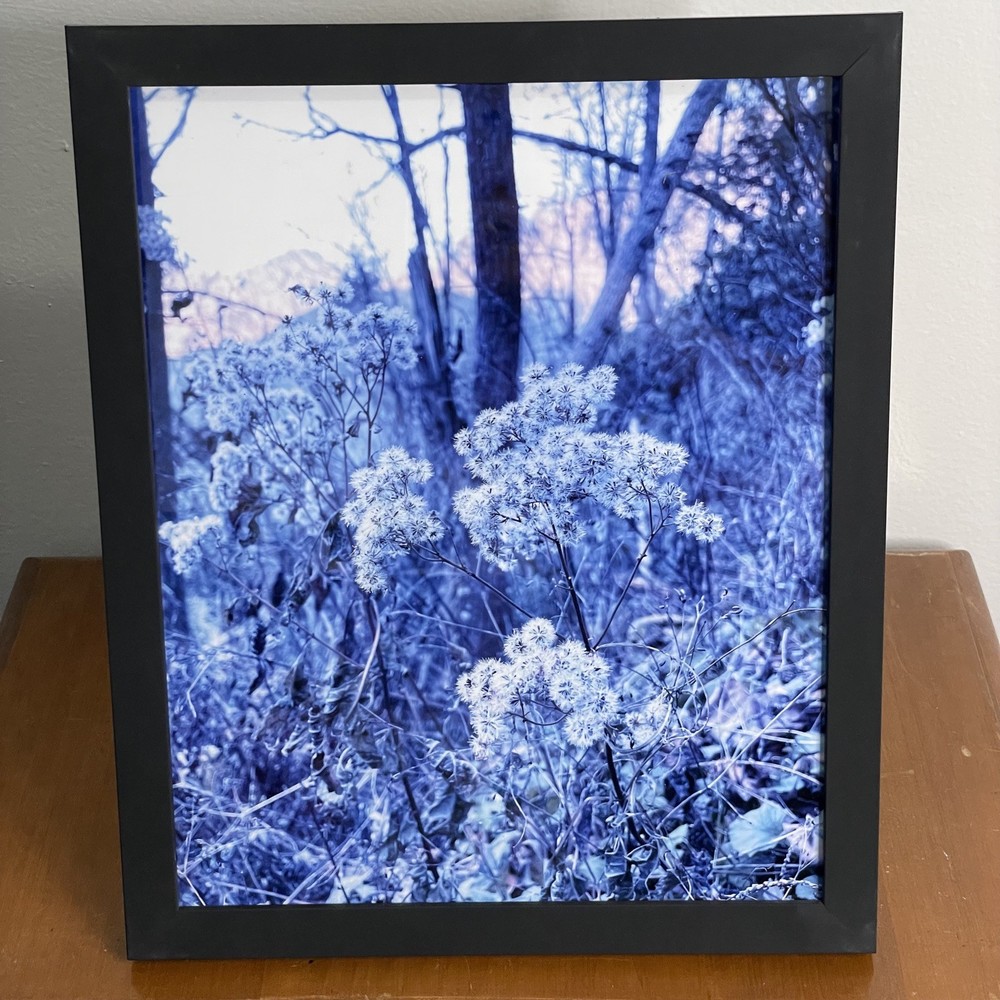 Blue Wintery Plant 8×10 Digital Art Photography Giclee Print Winter Dreamy