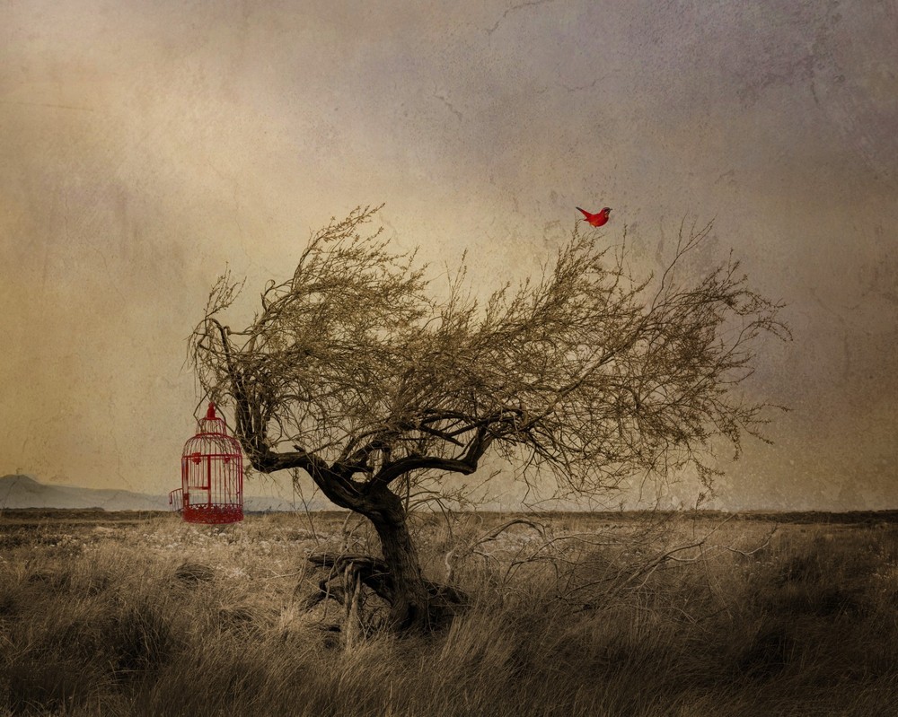 Fine Art Photography Print, «Red Bird» Tree Photo, Fantasy Photography