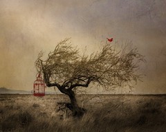 Fine Art Photography Print, «Red Bird» Tree Photo, Fantasy Photography