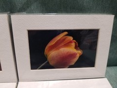 New Lot of 4 Matted 5×7 Photo Fine Art Print spring flower Tulip White Red