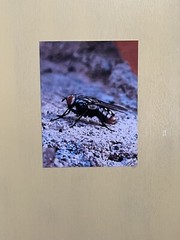 Insect wall Art photograph- Sarcophagidae; The Side Glance 8.5×11