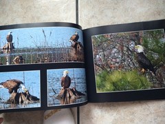 🦅 “The Majestic Eagles of Peachtree City” – Stunning Bald Eagle Photography 🦅