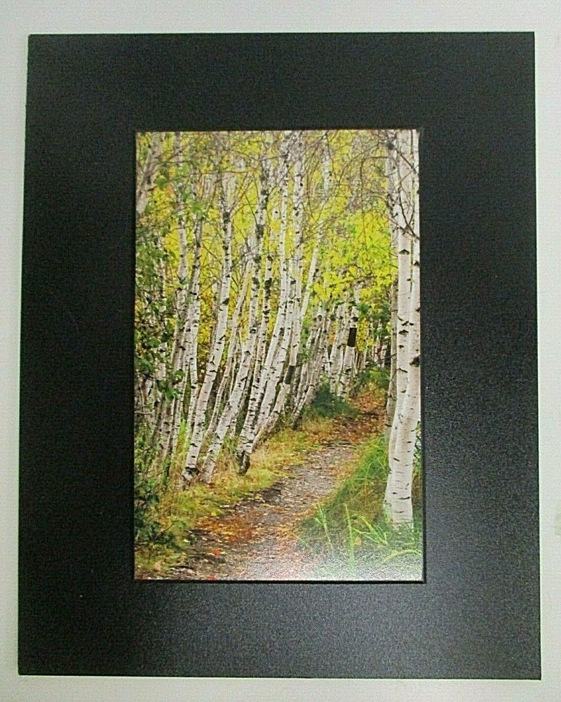 Autumn Path in the Woods Photo on Dura Plaq by Doug Blunt 8×10 (A23)
