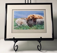 Thomas D. Mangelsen Life’s A Bear – Brown Bear Signed Framed Matted Print