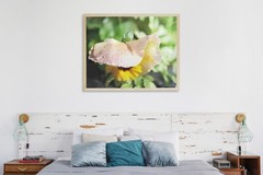 Yellow Poppy Flower Raindrop Home Decor, Wall Art, Bathroom Bedroom Photography