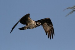 Osprey Photo 1, Pick One Image – Various Sizes