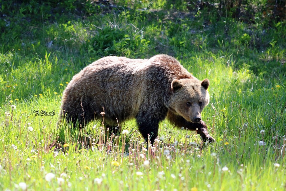 11x14in Lustre Print of a Grizzly Bear Wondering The Fields