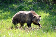 11x14in Lustre Print of a Grizzly Bear Wondering The Fields