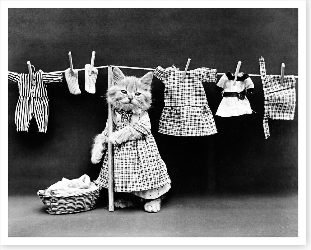 1914 Wash Day Cat Hanging Laundry Harry Whittier Frees Silver Halide Photo