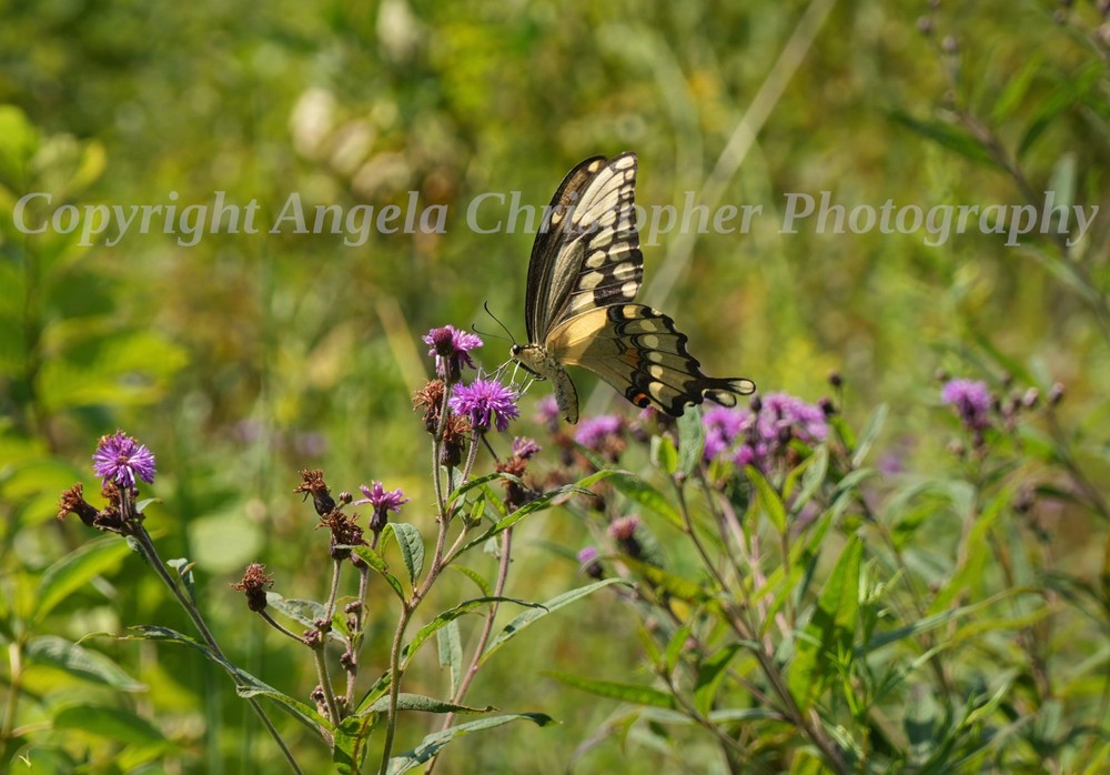 Original ACEO 2.5×3.5″ photo art print GIANT SWALLOWTAIL ON IRONWEED butterfly