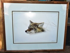 COYOTE UP TO HIS NECK IN SNOW Original Photograph by James T. Jones 1985 Framed