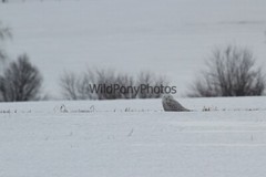 Snowy Owl Photo, Pick One Image – Various Sizes