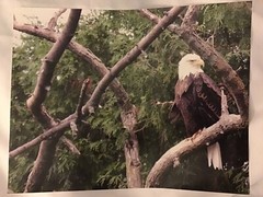 Photo of Eagle In A Tree 14 x 11 inches on Photo Paper Signed 03-01-2010