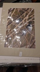 Wildlife Photography 24×18 Matted Print Titmouse New Old Stock Cort Clifford
