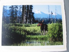 2003 limited Photograph Yellowstone Bull Moose, David Whitten # 2 of 250, 26×19″