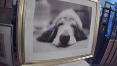 Doggy Dreams Photoprint Jan Lindblad 16″x12 Under Glass Matted & Framed 22″x16″