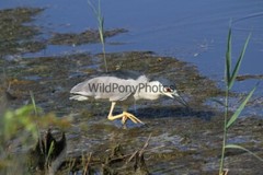 Black Crowned Night Heron Photo, Pick One Image – Various Sizes