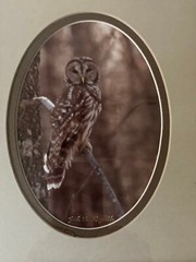 Wood Framed Barred Owl Nature Art Photograph by Jack B. Reynolds 12.5″x10.5″ COA