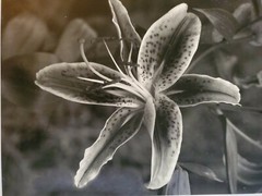 TIGER LILY LARGE ORIGINAL SIGNED ART PHOTO B&W STETTNER VTG MATTE NJ CAMERA