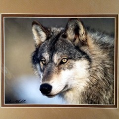 Wolf Photograph Professionally Matted Photo Professional Mat Dennis Blaisdell