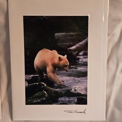 (3)Signed Tom Soucek Polar Bear Cub Photograph Anchorage Alaska (2) Walker/Bushu