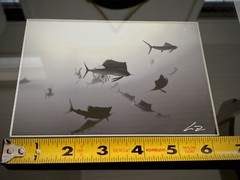 SAILFISH Baitball Signed Chris Doherty 5×7 B/W Photo | Matted & Framed 16.5×13.5