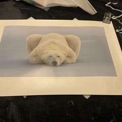 36”x24.5” Polar Bear At Ease National Geographic Lithograph By Norbert Rosen #rd