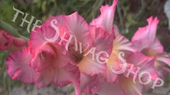 Pink River Background Art 1920 x 1080 pixels