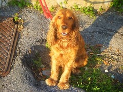 Photo Digital Product Wallpaper Image Picture background cute dog animal friend
