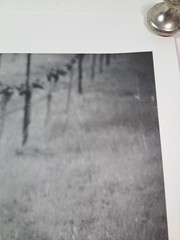 2005 Art Photograph Of A Woolly Sheep In A Vineyard By Robert Sinskey