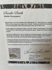 Wildlife Photography Cheetah/sandie Smith/18×22/framed