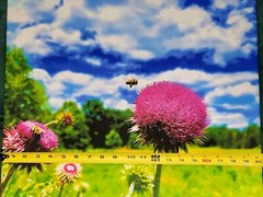 Nectar In The Field, Bees On Wild Thistle, 16×20 Canvas Photo Ltd Ed. Signed