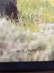 Thomas Mangelsen Framed Limited Edition Color Photo Print – Teton Pole Dancers