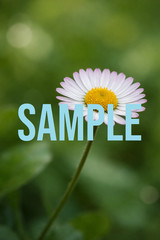 Flowers Digital Download Art Photo Image Wallpaper Background Desktop Printable