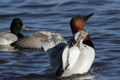 Canvasback Photo, Pick One Image – Various Sizes