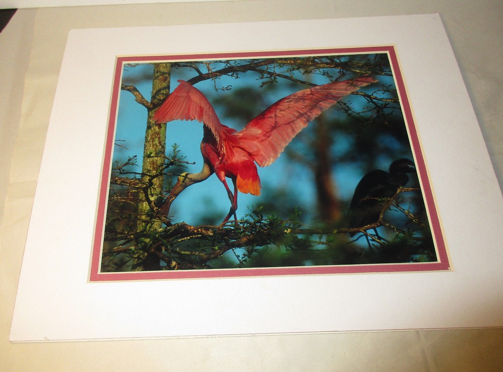 Beautiful Photograph Matted of a Roseate Spoon Bill, Louisiana, 7.5 x 10″
