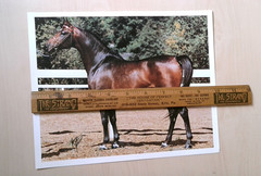 Vintage Bay Horse Equestrian Animal Photograph Print Art 8×10 Inch