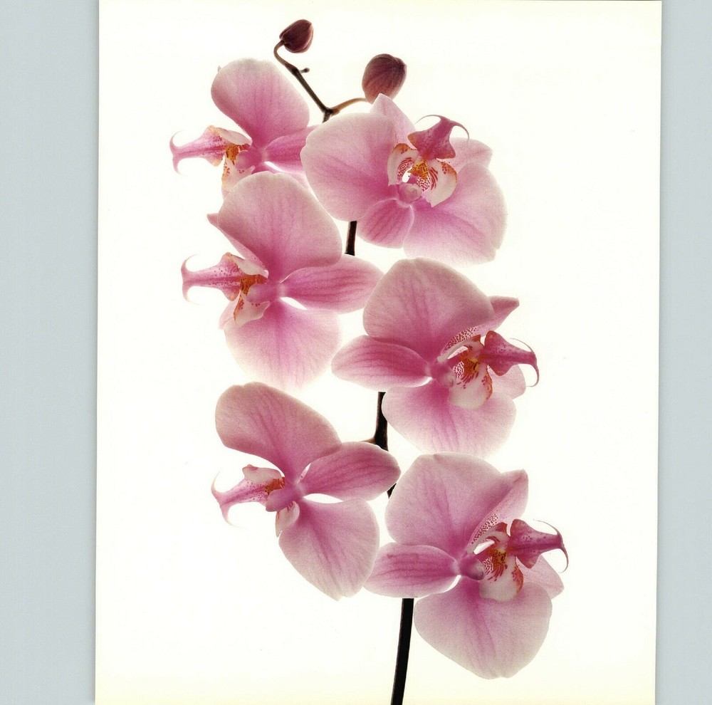 1980 Irving Penn ORIGINAL Phalaenopsis Hybred Orchid Flower Art Photo 11″ X 14″