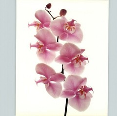 1980 Irving Penn ORIGINAL Phalaenopsis Hybred Orchid Flower Art Photo 11″ X 14″
