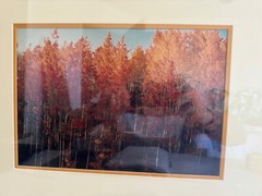 Nicely Framed Set of 2 Photographs of Trees