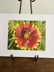 Sleepy Bee Macro Flower Photo 8×10 Print Matted to 11×14 Pacific Northwest Artis